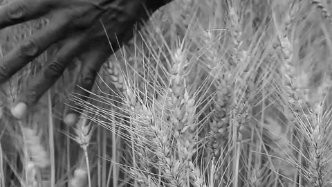 Wheat field with hand capturing abundance, rural landscape, and agricultural Stock Footage 333939918