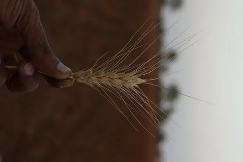 Wheat field hand Stock Photos