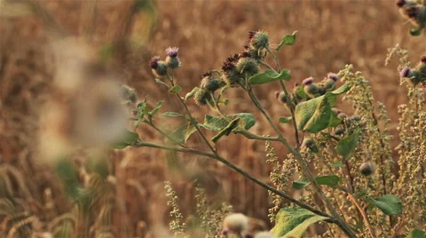 Wheat field before harvest Stock Footage 55824900