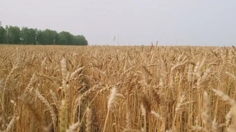 Wheat field before harvest. Stock Footage 205537268
