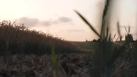 Wheat field before harvest in Nir Moshe southern district Israel Stock Footage 193373675