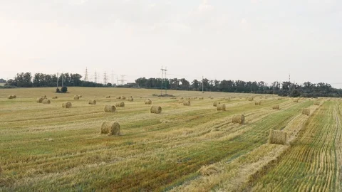A wheat field harvested Stock Footage 113267161
