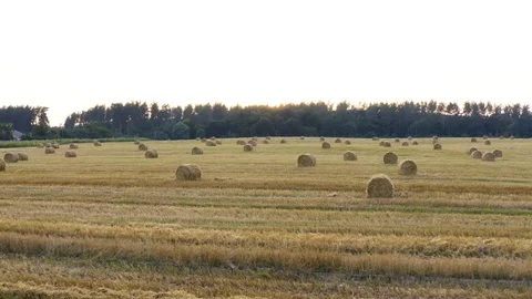 A wheat field harvested Stock Footage 113267199