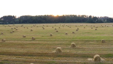 A wheat field harvested Stock Footage 113267207