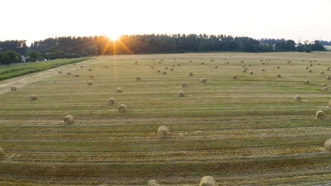 A wheat field harvested Stock Footage 113267236