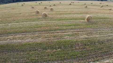 A wheat field harvested Stock Footage 113267933