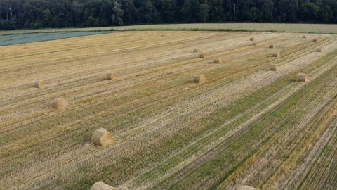 A wheat field harvested Stock Footage 113267934
