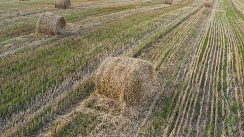 A wheat field harvested Stock Footage 113268910