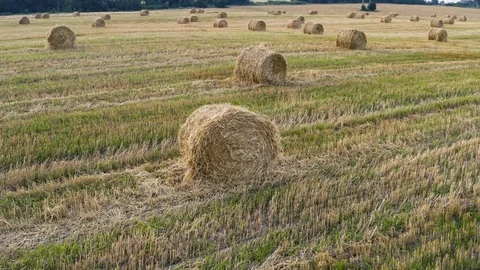 A wheat field harvested Stock Footage 113268926