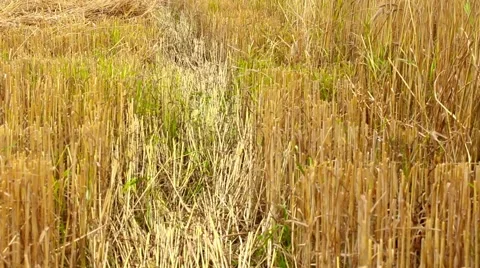 Wheat field, harvester Video stock 46822468