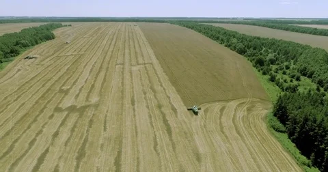 Wheat field with harvesters Stock Footage 78937797
