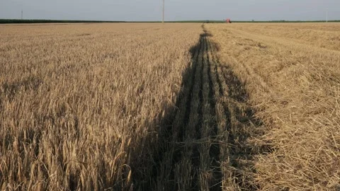 Wheat field harvesting Stock Footage 134495181