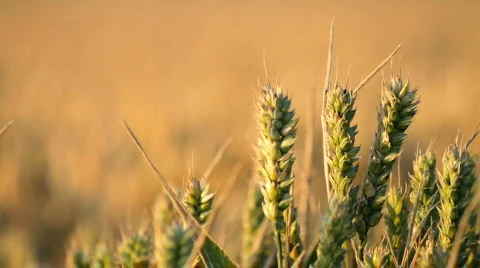 Wheat Field HD Stock Footage 792191