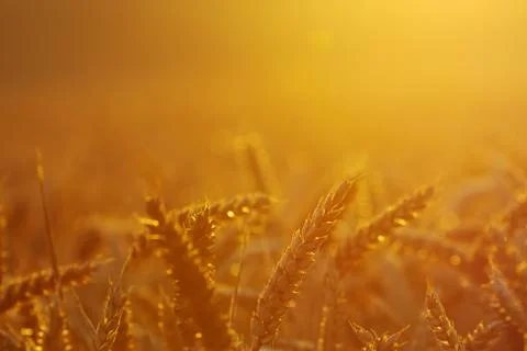 Wheat field headlight Foto stock