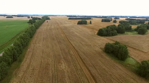 Wheat field with height 스톡 동영상 67873331
