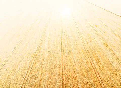 Wheat field from high Stock Photos