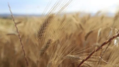 Wheat field on a hot summer day. Stock Footage 78544183