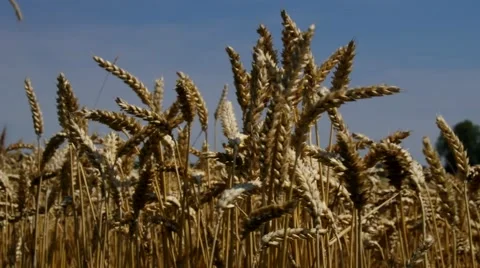 Wheat field in hot summer Stock Footage 48529123