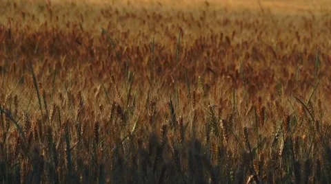 Wheat Field II. Stock Footage 50633896