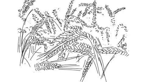 Wheat field Stock Illustration