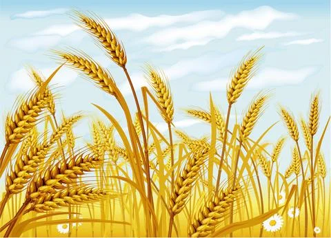 Wheat in the field Stock Illustration