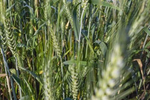Wheat field image. View on fresh ears of young green wheat and on nature in Stock Photos