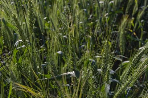 Wheat field image. View on fresh ears of young green wheat and on nature in Stock Photos