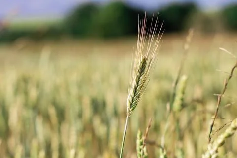 Wheat field image. View on fresh ears of young green wheat and on nature in s Photos