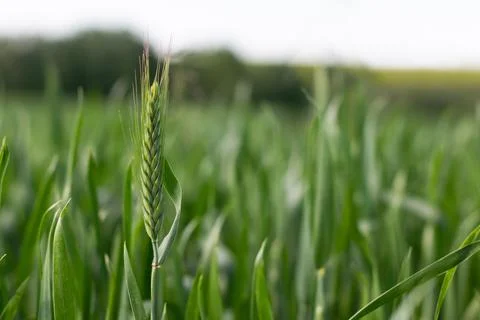 Wheat field image. View on fresh ears of young green wheat and on nature in.. Foto stock
