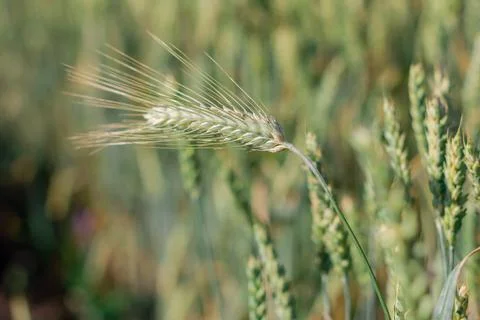 Wheat field image. View on fresh ears of young green wheat and on nature in s Foto stock