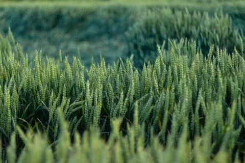 Wheat field image. View on fresh ears of young green wheat. Foto stock