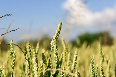Wheat field image. View on fresh ears of young green wheat and on nature in s Foto stock