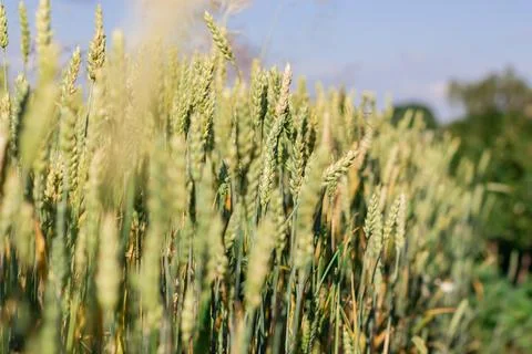 Wheat field image. View on fresh ears of young green wheat and on nature in s Foto stock