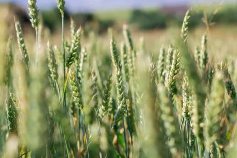 Wheat field image. View on fresh ears of young green wheat and on nature in.. Foto stock