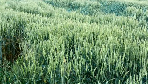Wheat field image. View on fresh ears of young green wheat. Close-up. Soft fo Foto stock