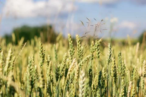 Wheat field image. View on fresh ears of young green wheat and on nature in s Stock-Fotos