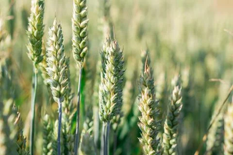 Wheat field image. View on fresh ears of young green wheat and on nature in s Foto stock