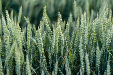 Wheat field image. View on fresh ears of young green wheat. Foto stock