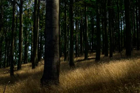 Wheat field inside forest Stock Photos