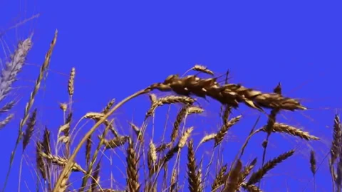 Wheat field Isolated With Alpha mask. Vidéo 93711900