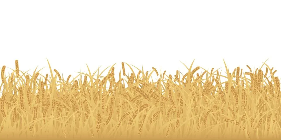 Wheat field isolated flat design graphic illustrated on white background. R.. Stock Illustration