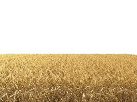 Wheat field isolated on white background 3d render Stock Illustration