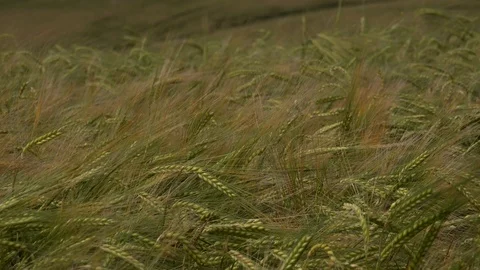 Wheat field as it goes from dar to light with sun UK 4K Stock Footage 111221443