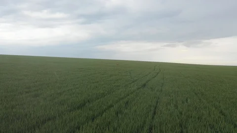 Wheat field, it is raining, the horizon is visible Stock Footage 129105326