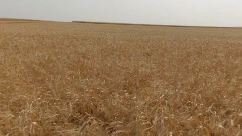 Wheat field, it's time to harvest, shooting from a drone Stock Footage 220601044
