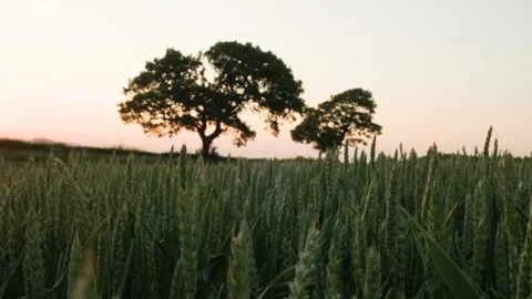 Wheat field jib up to trees Stock Footage 136058454