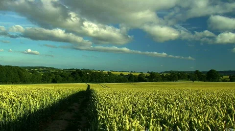 Wheat field, JVC GY-HM100E Stock Footage 773971
