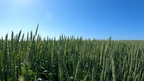The wheat field in Krasnodar Krai, Kuban. Russia Stock Footage 320984341