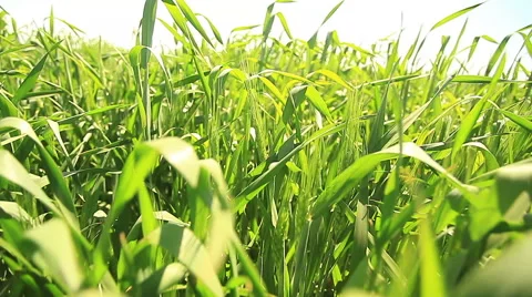 Wheat field landscape field movement Stock Footage 52687183