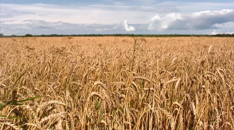 Wheat field landscape 스톡 동영상 1848629